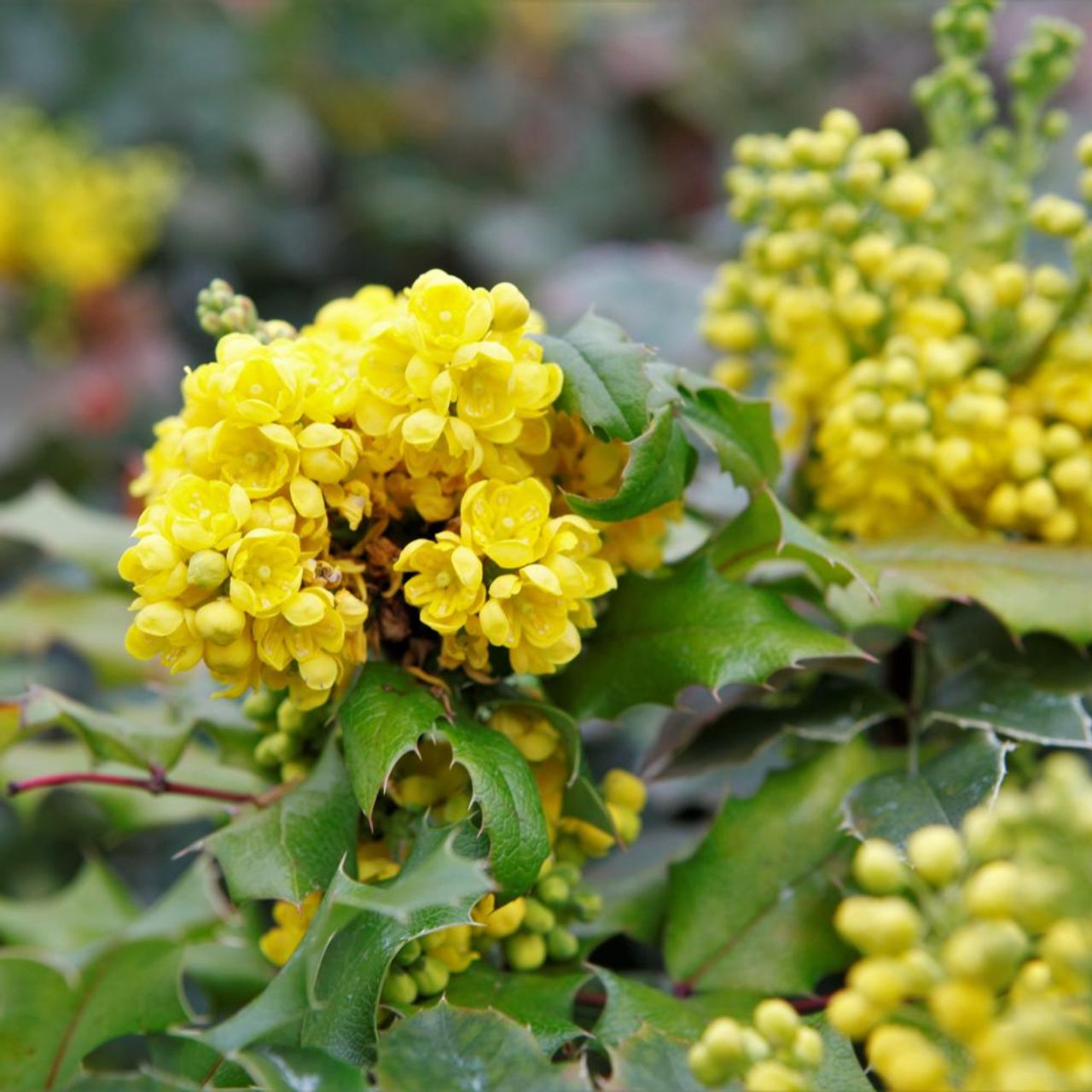 Mahonia aquifolium plant