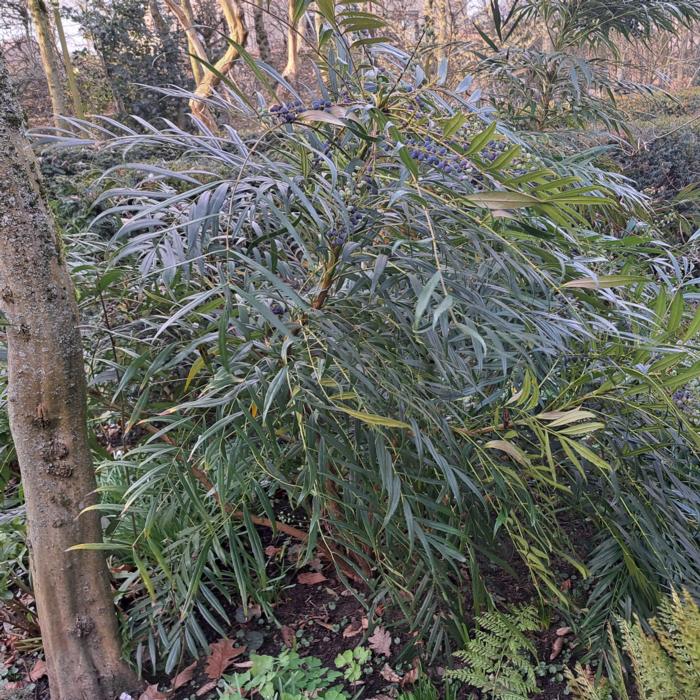 Mahonia confusa 'Narihira' plant