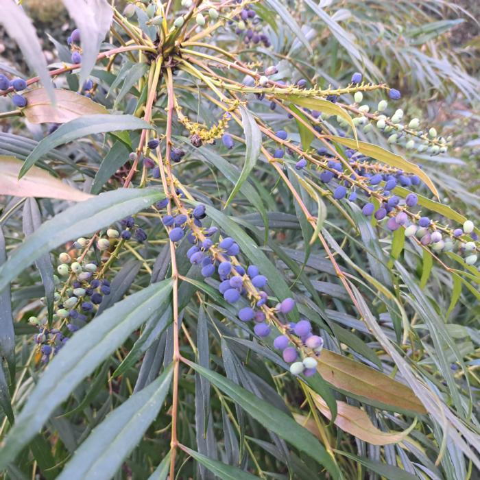 Mahonia confusa 'Narihira' plant