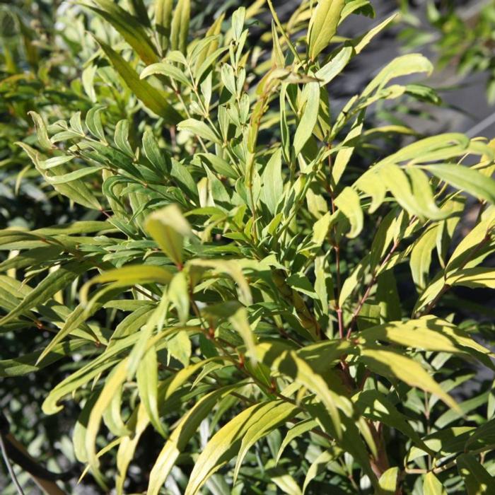 Mahonia confusa 'Narihira' plant