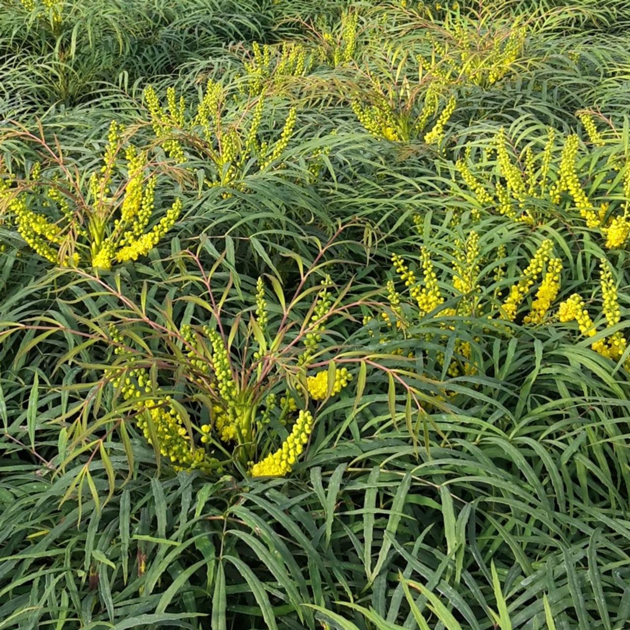 Mahonia eurybracteata METEOR  plant