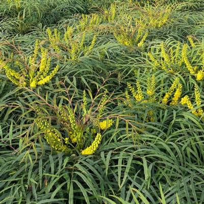 mahonia-eurybracteata-meteor