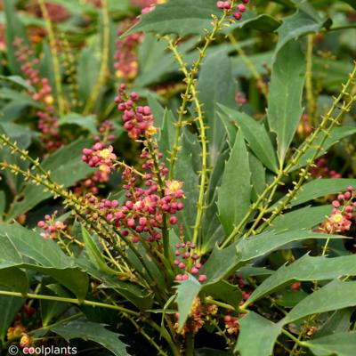 mahonia-junglewhisper