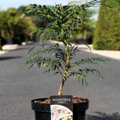 mahonia-volcano