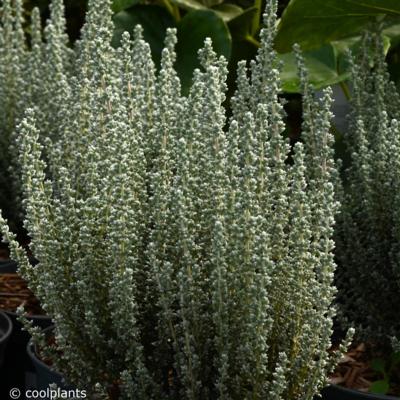 maireana-oppositifolia