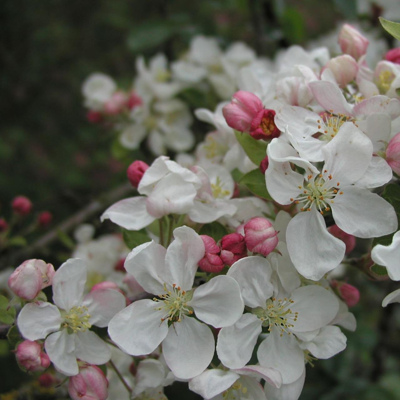 Malus 'Evereste' plant