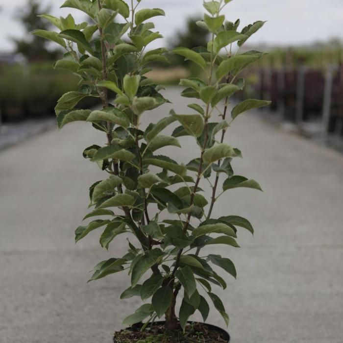 Malus 'Golden Hornet' plant