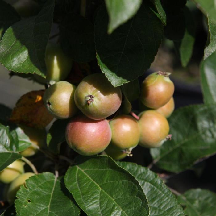 Malus 'Golden Hornet' plant