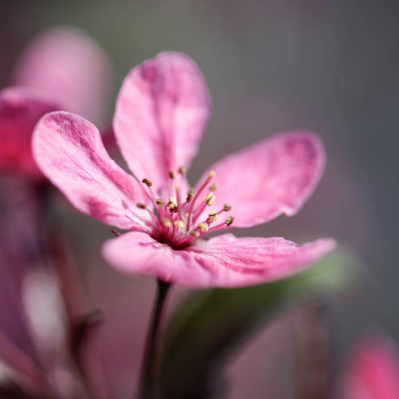 Malus 'Prairiefire' plant