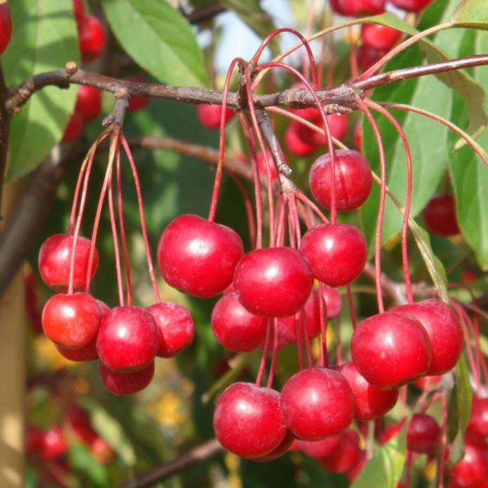 Malus 'Sugar Tyme' plant