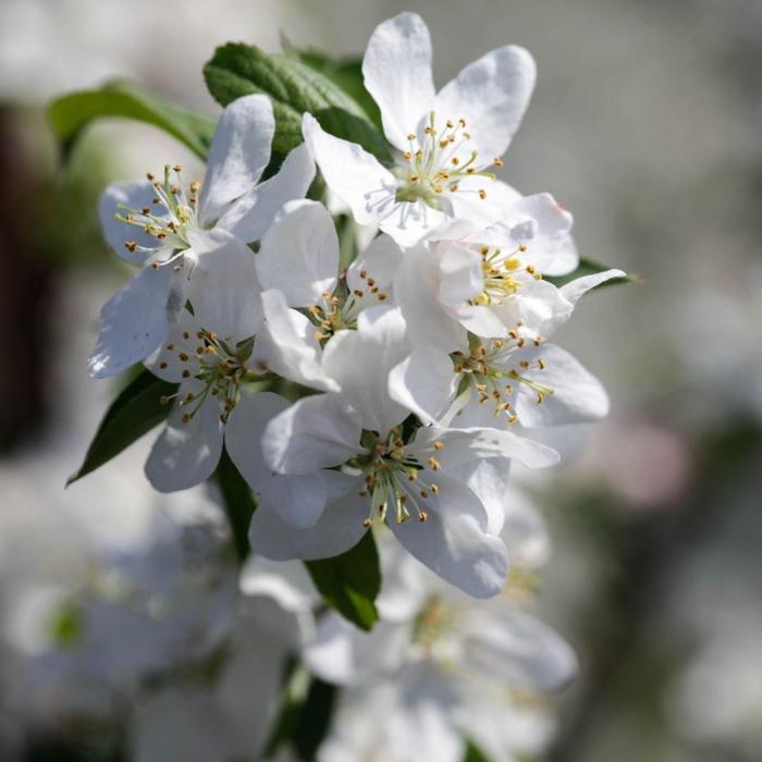 Malus 'Sugar Tyme' plant