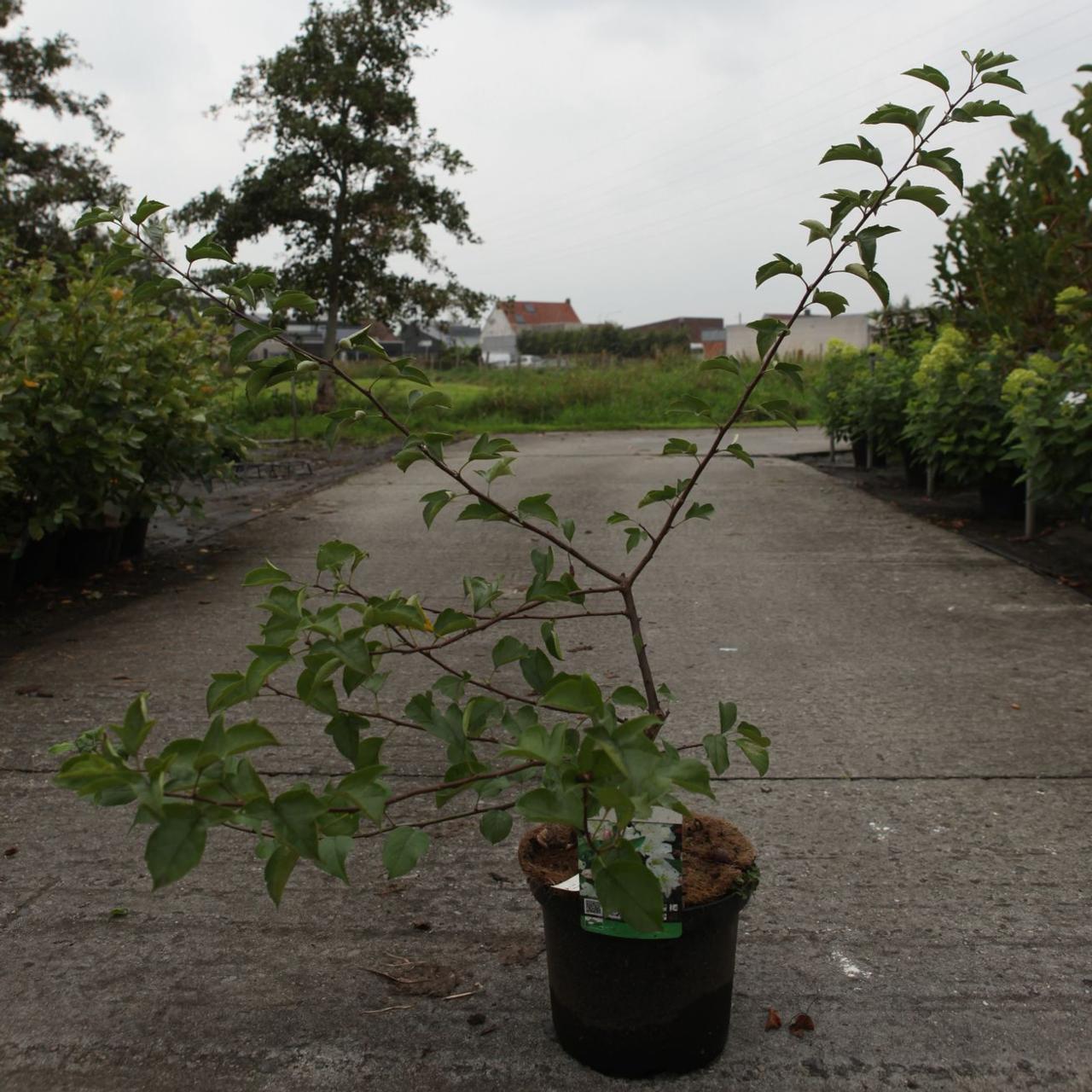 Malus toringo 'Tina' plant