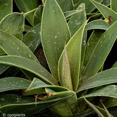 mangave-lavender-lady