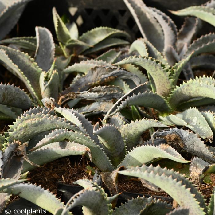 Mangave 'Silver Fox' plant