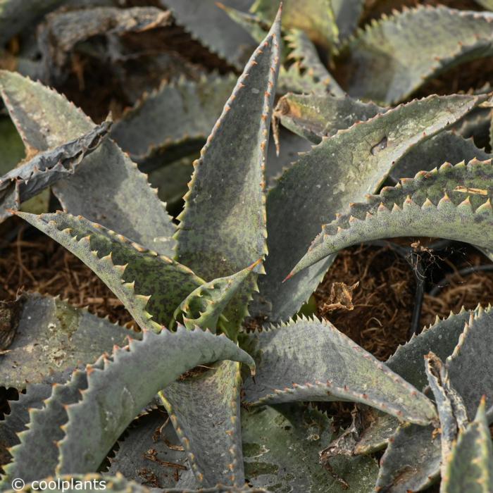 Mangave 'Silver Fox' plant