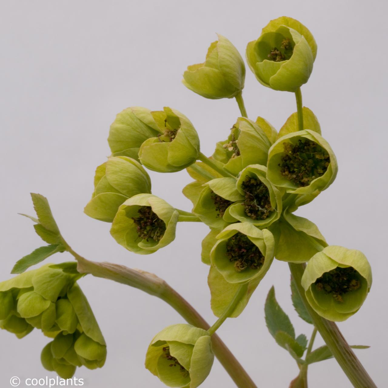 Mathiasella bupleuroides 'Green Dream' plant