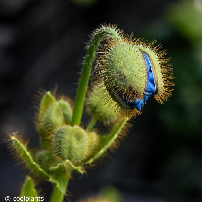 Meconopsis betonicifolia plant