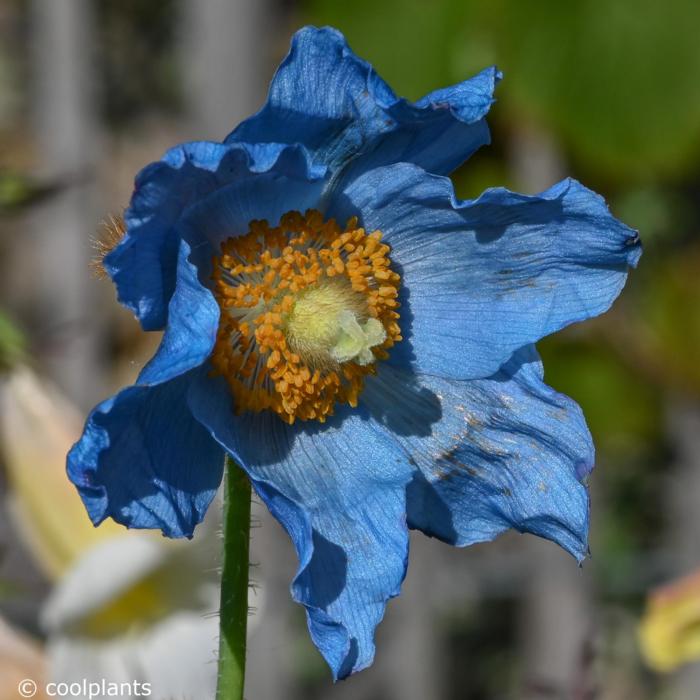 Meconopsis betonicifolia plant