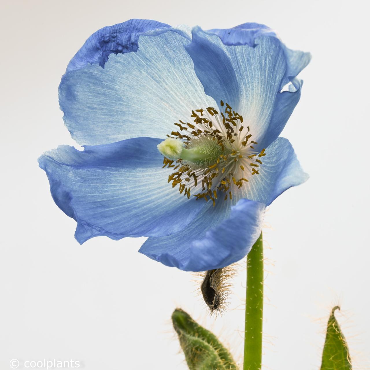 Meconopsis 'Lingholm' plant