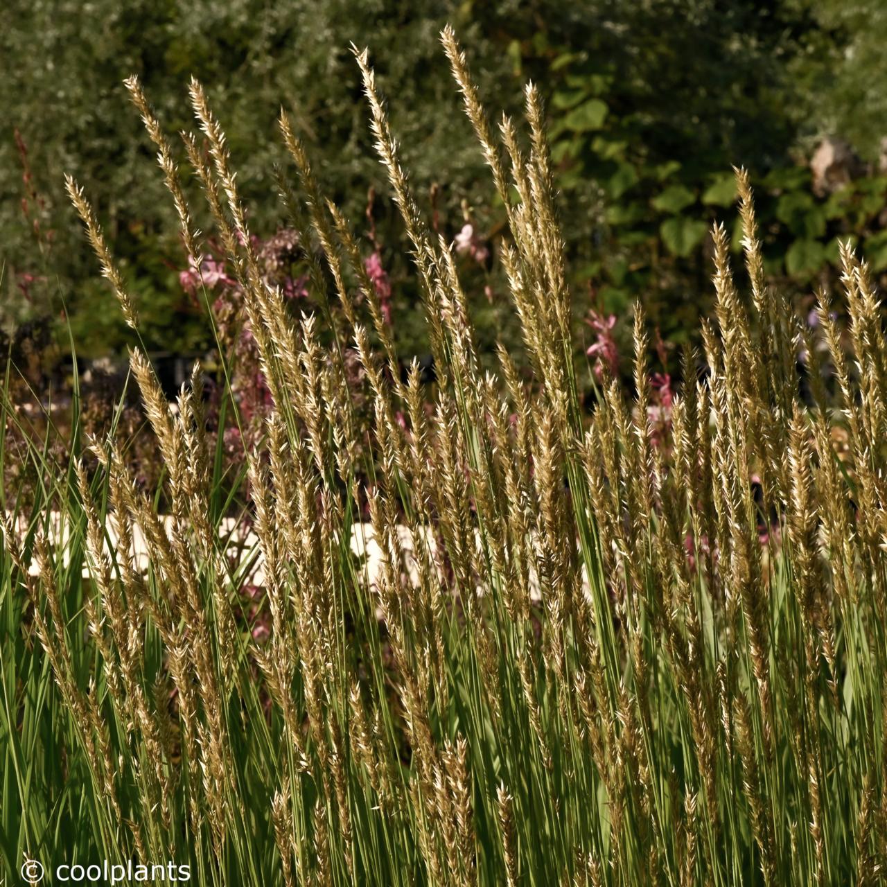 Melica ciliata plant