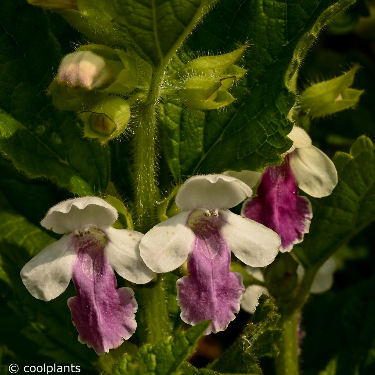 Melittis melissophyllum 'Royal Velvet Distinction' plant