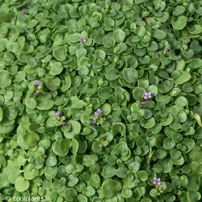 Mentha requienii plant