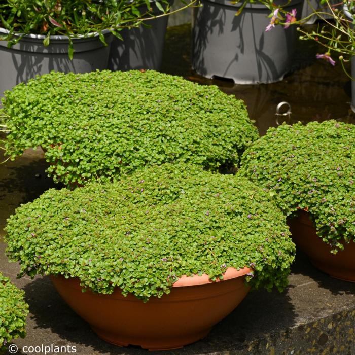 Mentha requienii plant