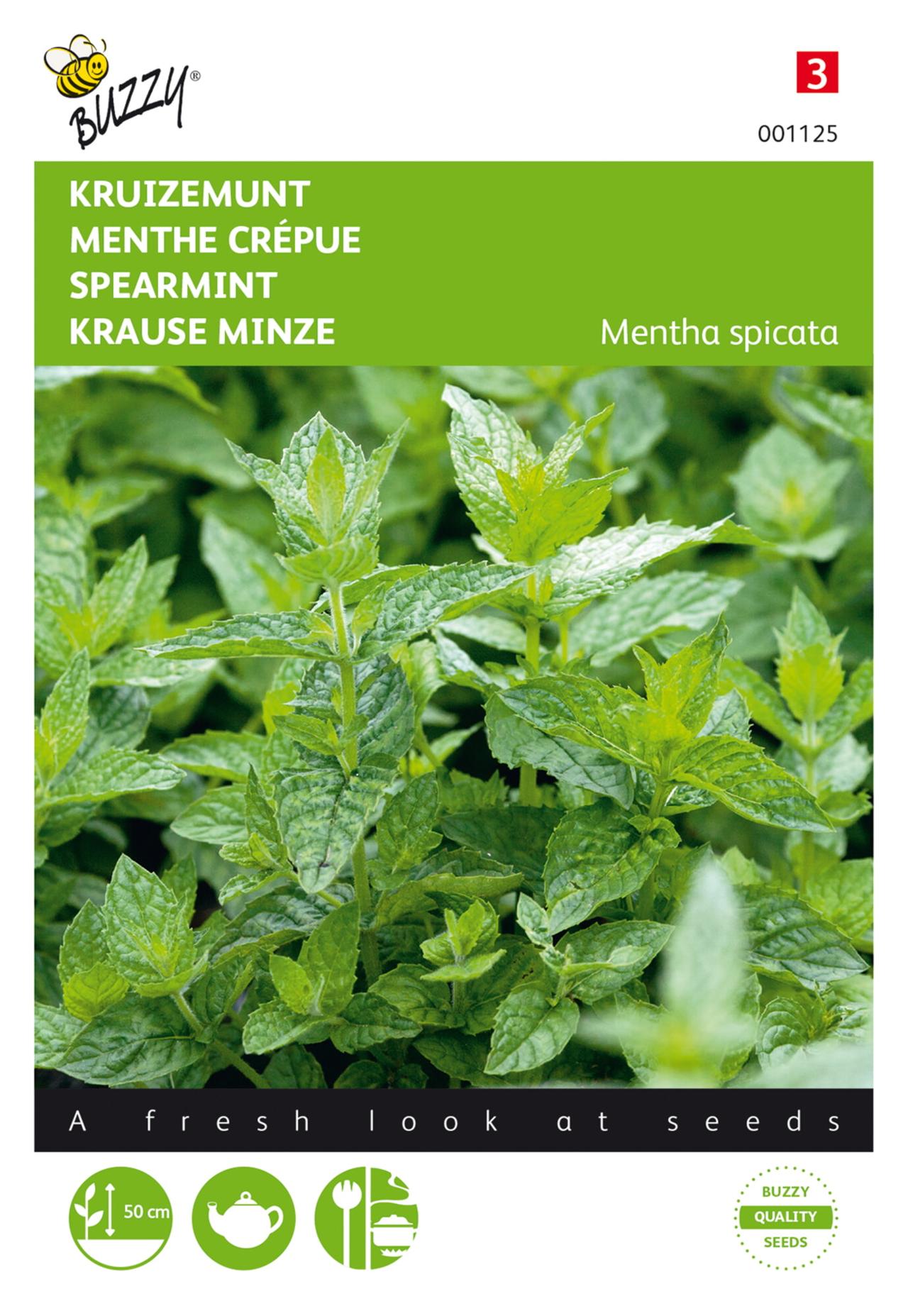 Mentha spicata plant