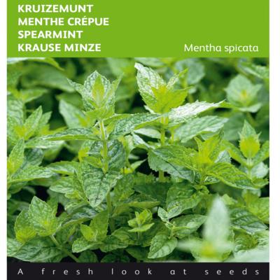 mentha-spicata