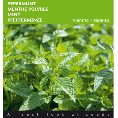 mentha-x-piperita