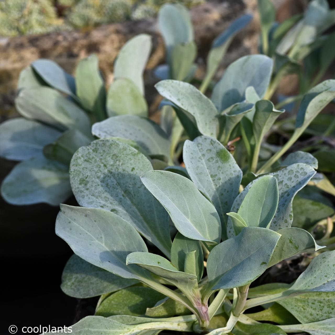 Mertensia maritima plant