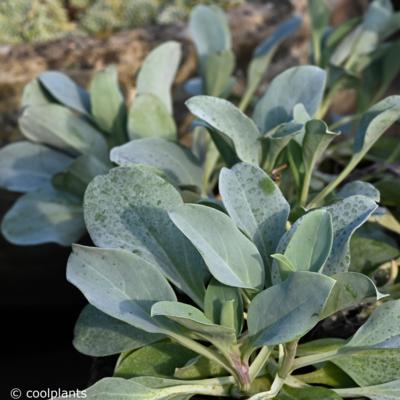 mertensia-maritima