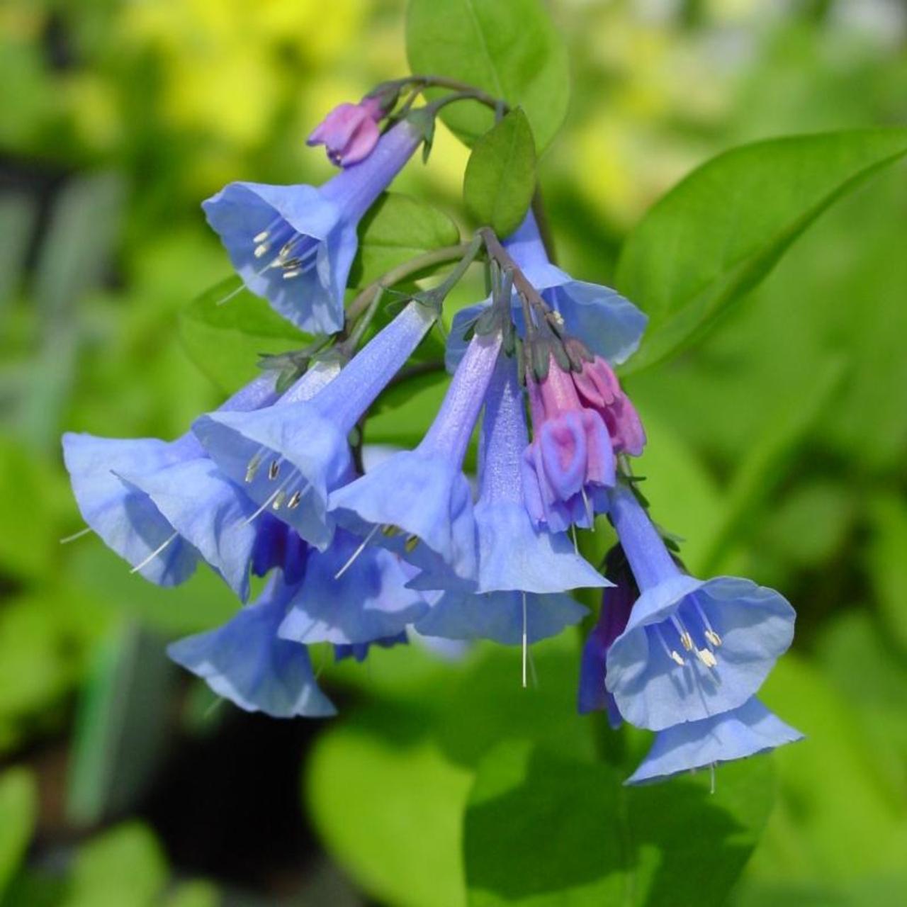 Mertensia virginica plant