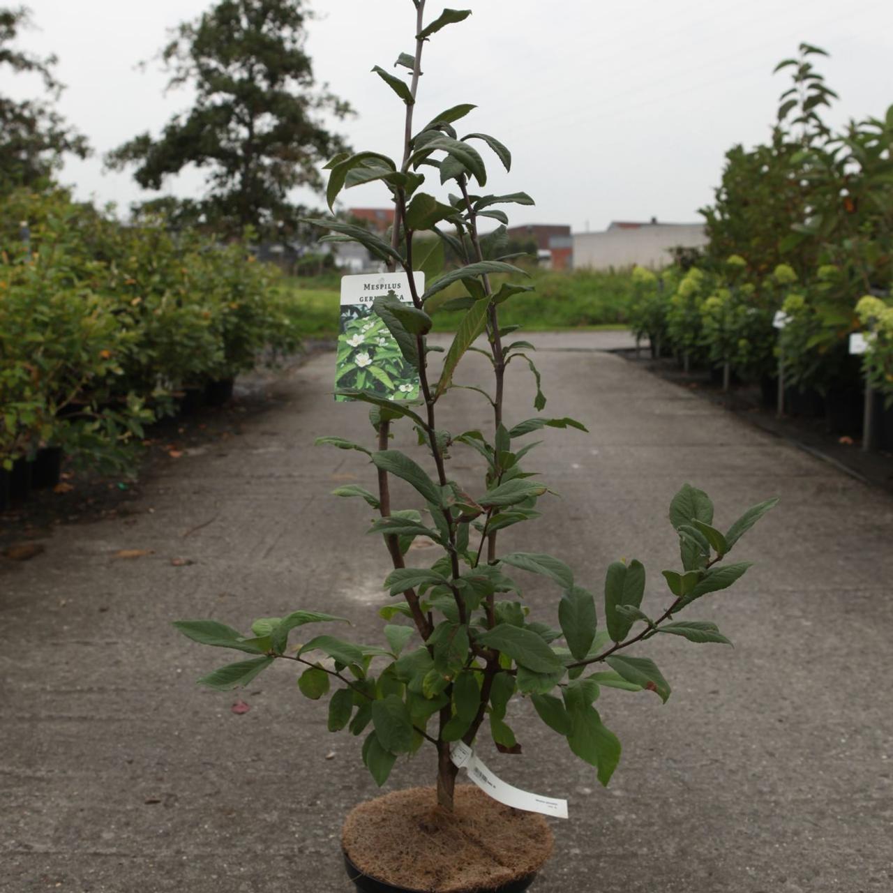 Mespilus germanica plant