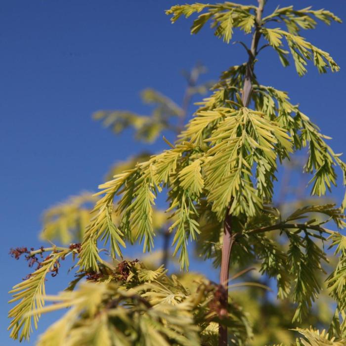Metasequoia glyptostroboides 'Goldrush' plant
