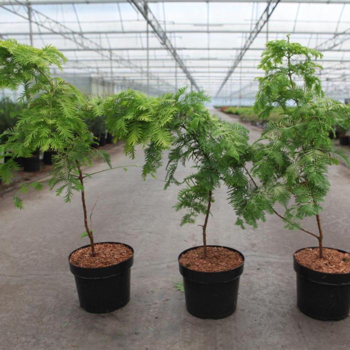 Metasequoia glyptostroboides 'Goldrush' plant