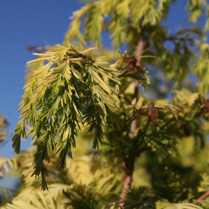 Metasequoia glyptostroboides 'Goldrush' plant