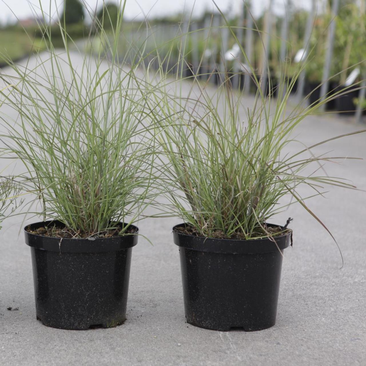 Miscanthus sinensis 'Gracillimus' plant