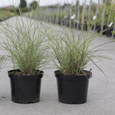 miscanthus-sinensis-gracillimus