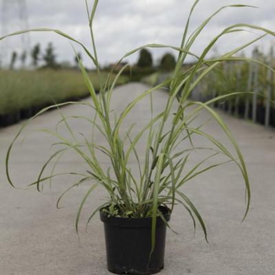 miscanthus-sinensis-silberfeder