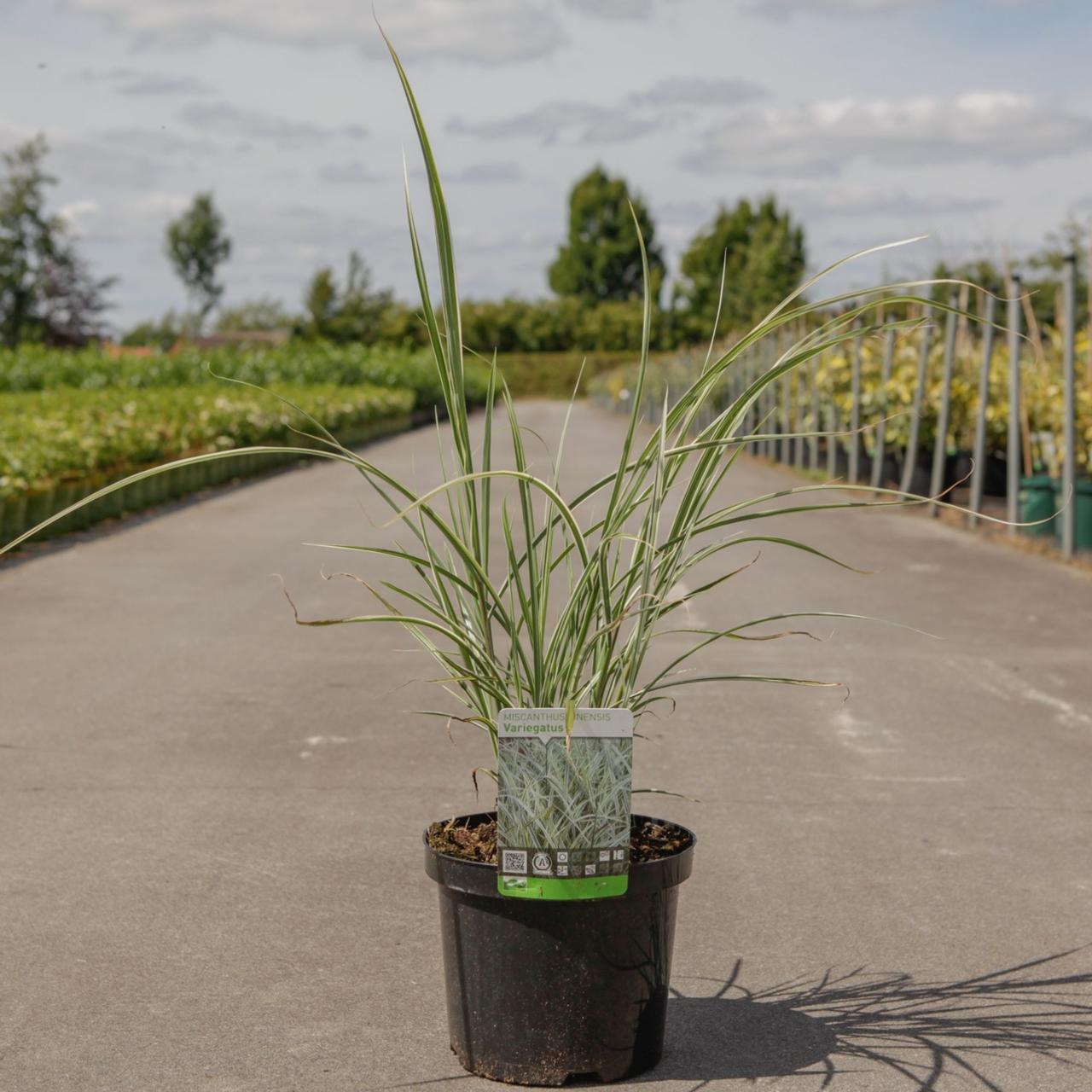 Miscanthus sinensis 'Variegatus' plant