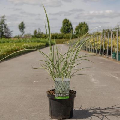 miscanthus-sinensis-variegatus