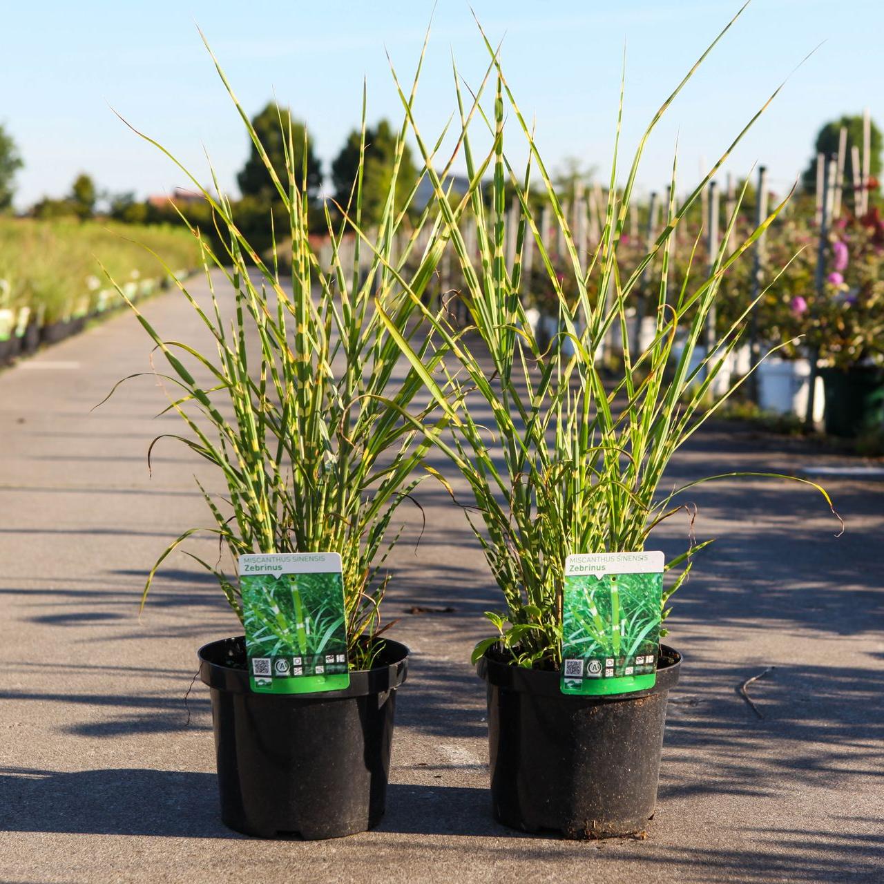 Miscanthus sinensis 'Zebrinus' plant