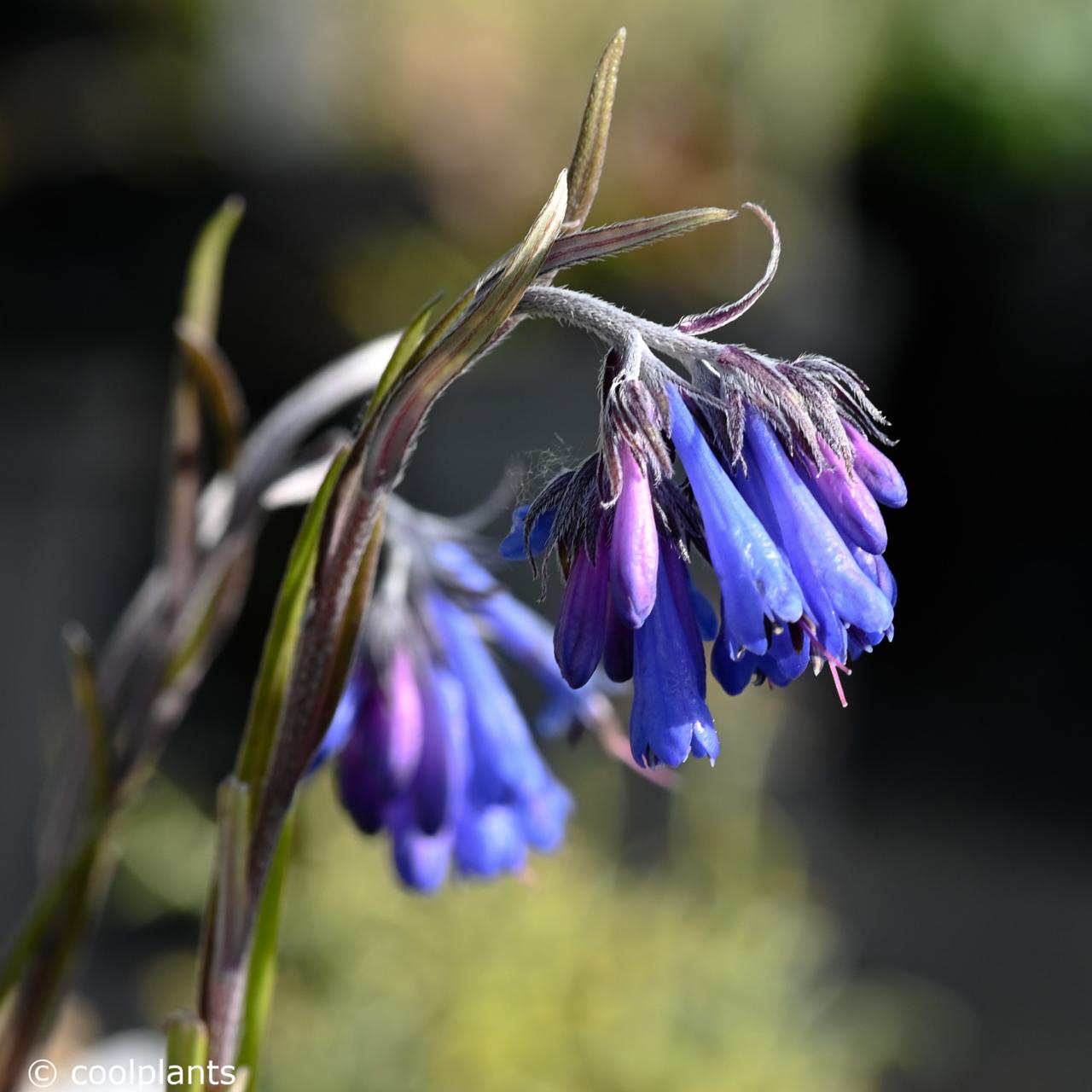 Moltkia graminifolia plant