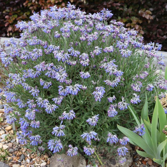 Moltkia petraea plant