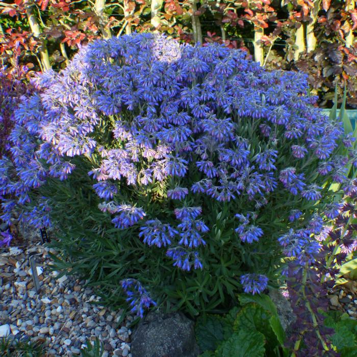 Moltkia petraea plant