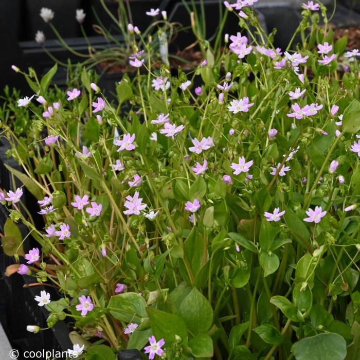 Montia sibirica plant