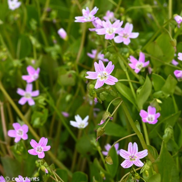 Montia sibirica plant