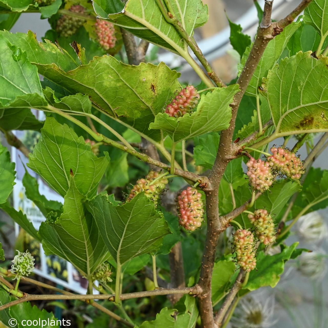 Morus rotundiloba 'Mojo Berry' plant