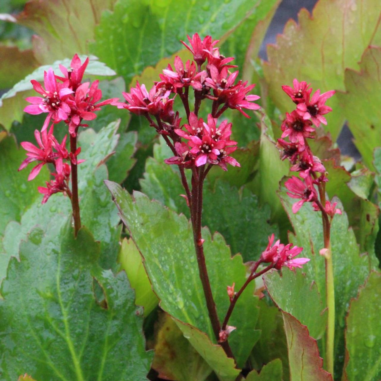 Mukgenia 'Nova Flame' plant